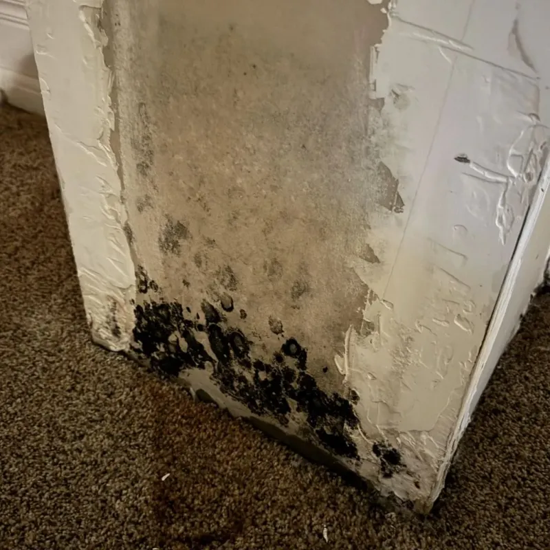 Professional Mold Removal in Bushnell, IL